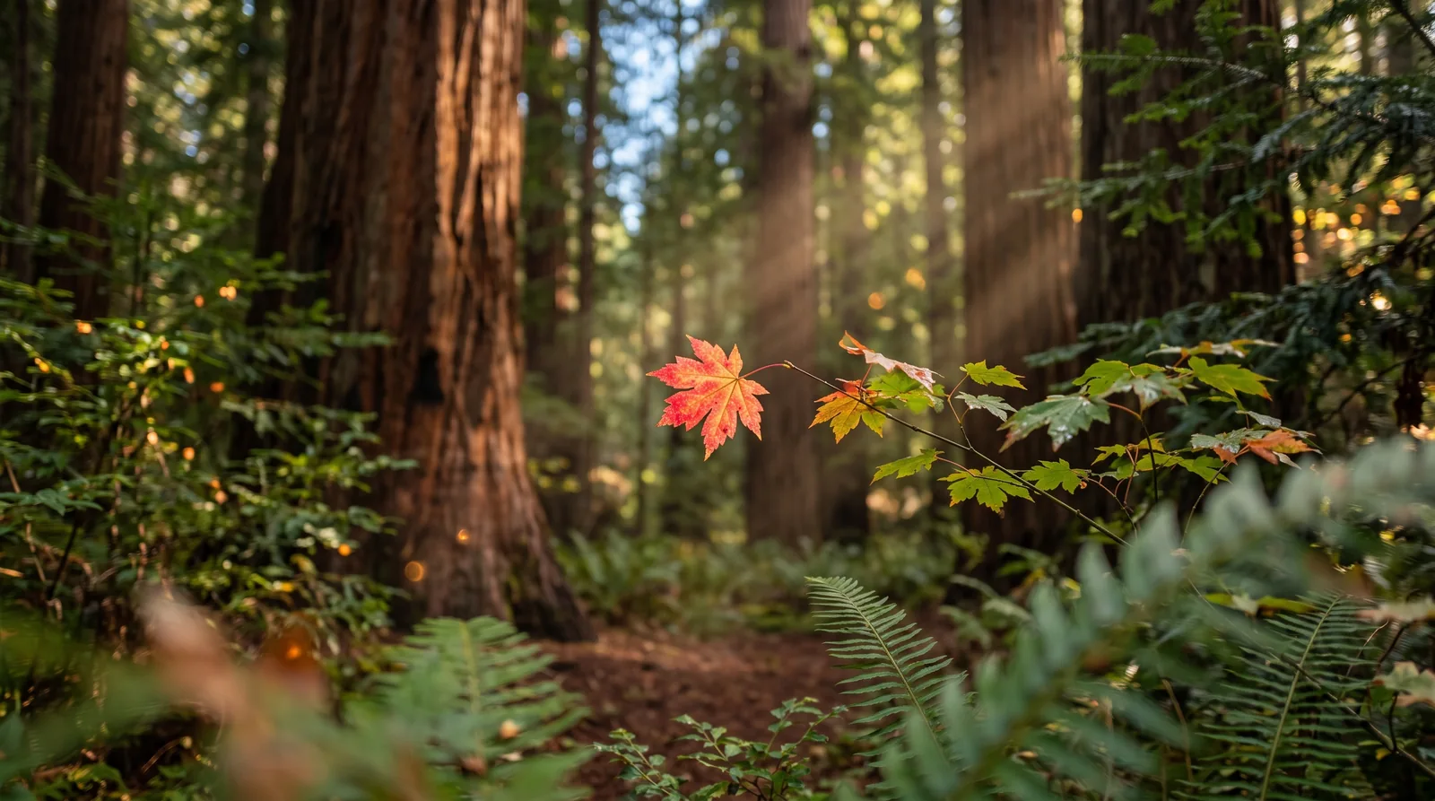 A vivid coral-red maple leaf catches the light against a layered green redwood forest.